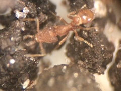 Strumigenys silvestrii