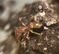 Strumigenys silvestrii