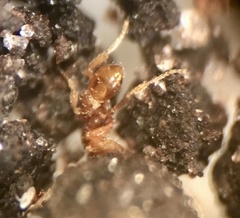 Strumigenys silvestrii