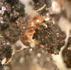 Strumigenys silvestrii