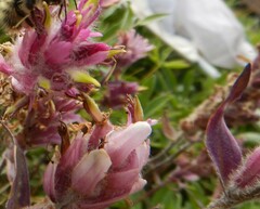 Castilleja elegans