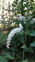Actaea elata