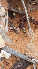 Camponotus aurocinctus