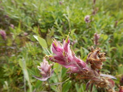 Castilleja elegans
