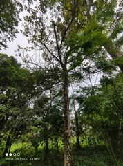 Pseudosamanea carbonaria