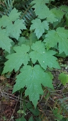 Actaea elata