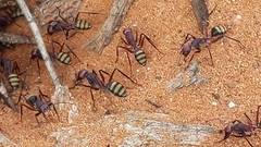 Camponotus aurocinctus