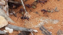 Camponotus aurocinctus