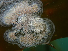 Corambe