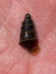 Pleurocera pyrenella