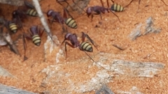 Camponotus aurocinctus