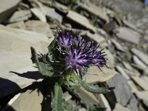 Genus Saussurea · iNaturalist