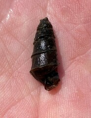 Pleurocera pyrenella