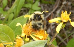 Bombus sylvicola