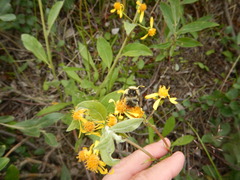 Bombus sylvicola