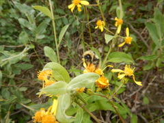 Bombus sylvicola