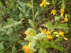 Bombus sylvicola