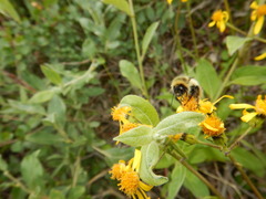 Bombus sylvicola