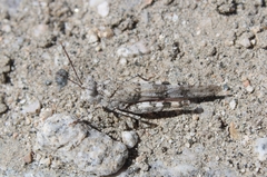 Trimerotropis californica
