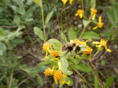 Bombus sylvicola
