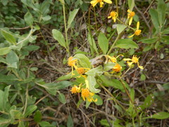 Bombus sylvicola