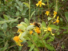 Bombus sylvicola