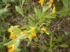 Bombus sylvicola
