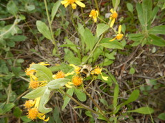 Bombus sylvicola