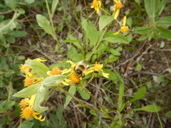 Bombus sylvicola