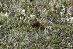 Boloria polaris