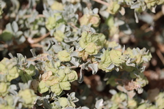 Atriplex lindleyi