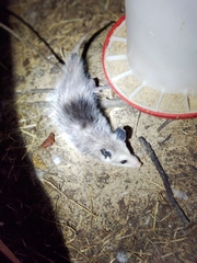 Didelphis virginiana