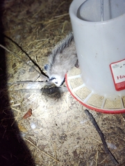 Didelphis virginiana