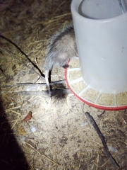 Didelphis virginiana