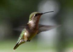 Archilochus colubris