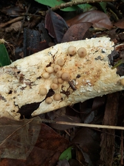 Geastrum schweinitzii