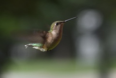 Archilochus colubris