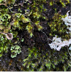 Fuscopannaria praetermissa