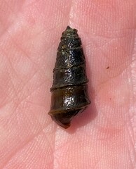 Pleurocera pyrenella