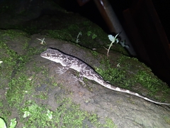 Hemidactylus aaronbaueri