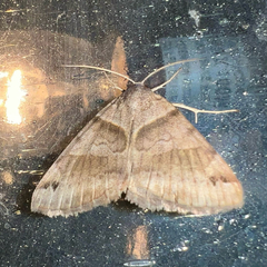 Caenurgina crassiuscula