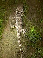 Hemidactylus aaronbaueri