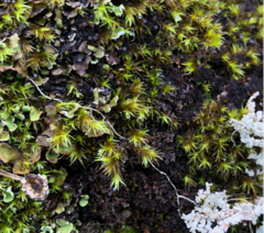 Fuscopannaria praetermissa