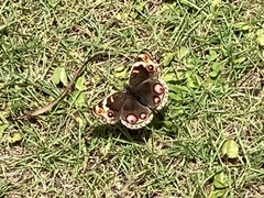 Junonia orithya orithya