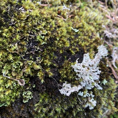 Fuscopannaria praetermissa