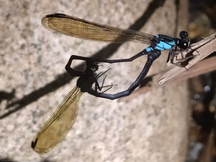 Polythoridae