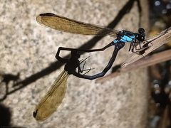 Polythoridae