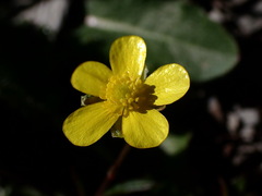 Ranunculus formosa-montanus