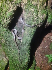 Lycodon travancoricus
