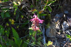 Pedicularis refracta transmorrisonensis